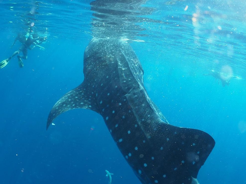 whaleshark-isla-mujeres