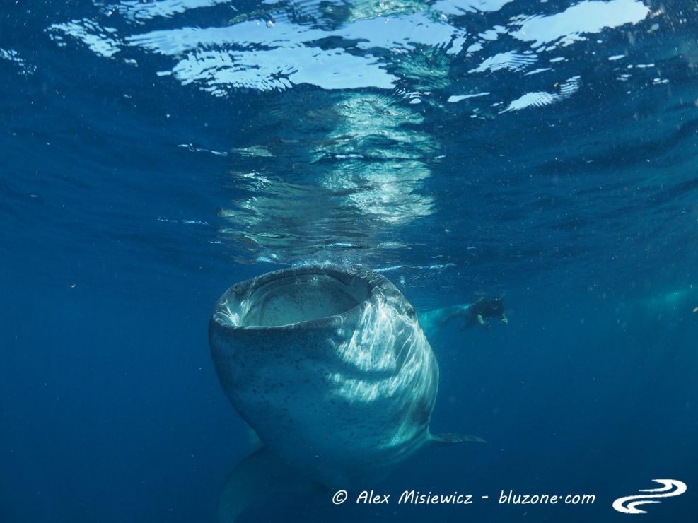 whaleshark-isla-mujeres