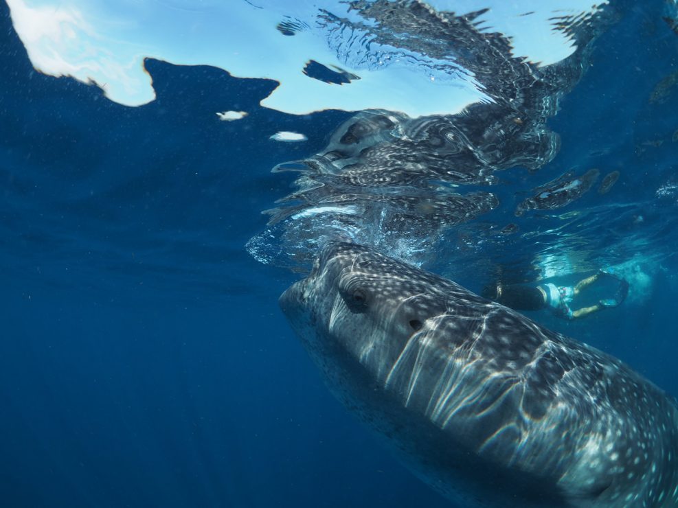 whaleshark-isla-mujeres