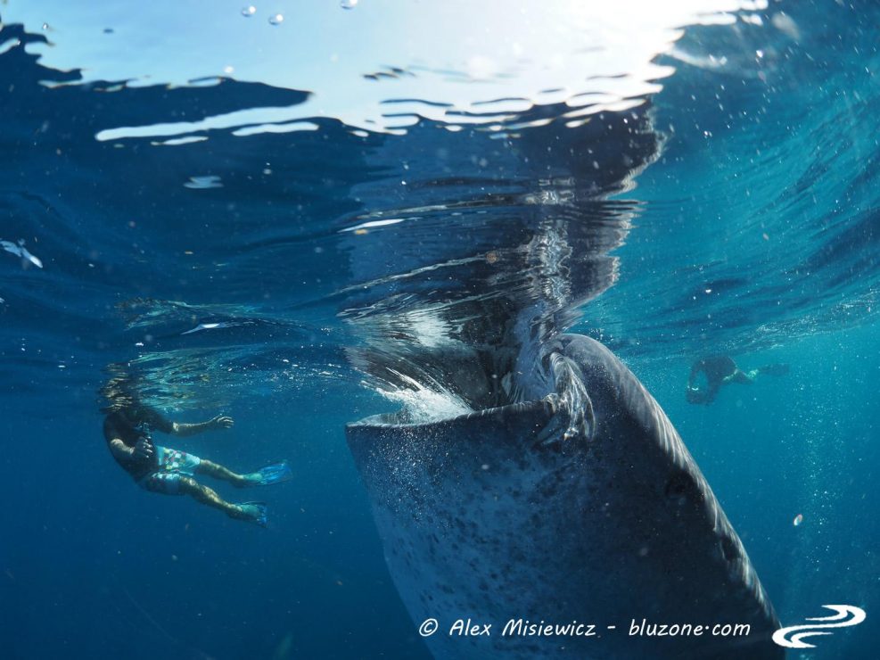 whaleshark-isla-mujeres