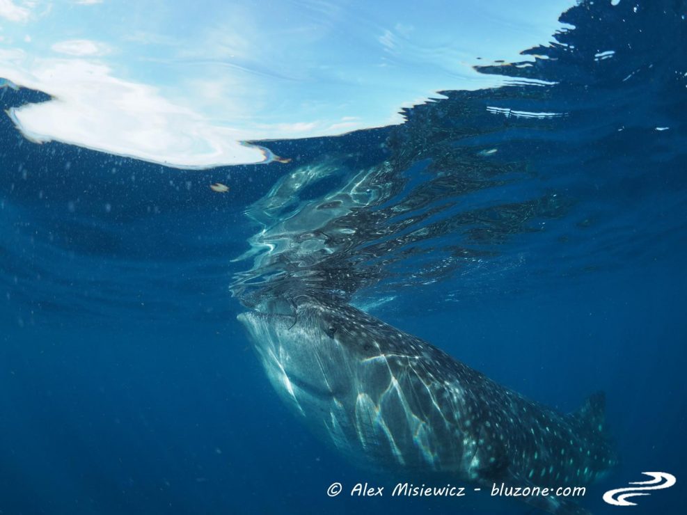 whaleshark-isla-mujeres