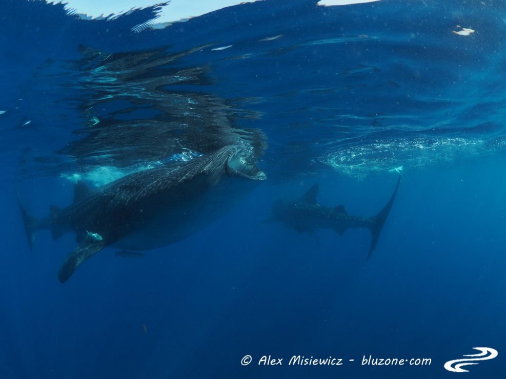 whaleshark-isla-mujeres