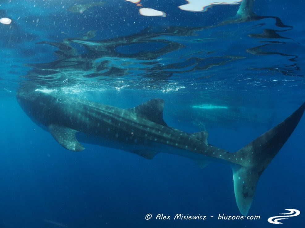 whaleshark-isla-mujeres