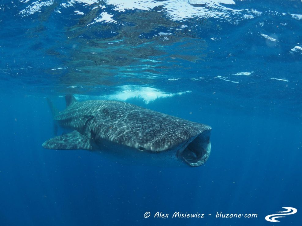 whaleshark-isla-mujeres