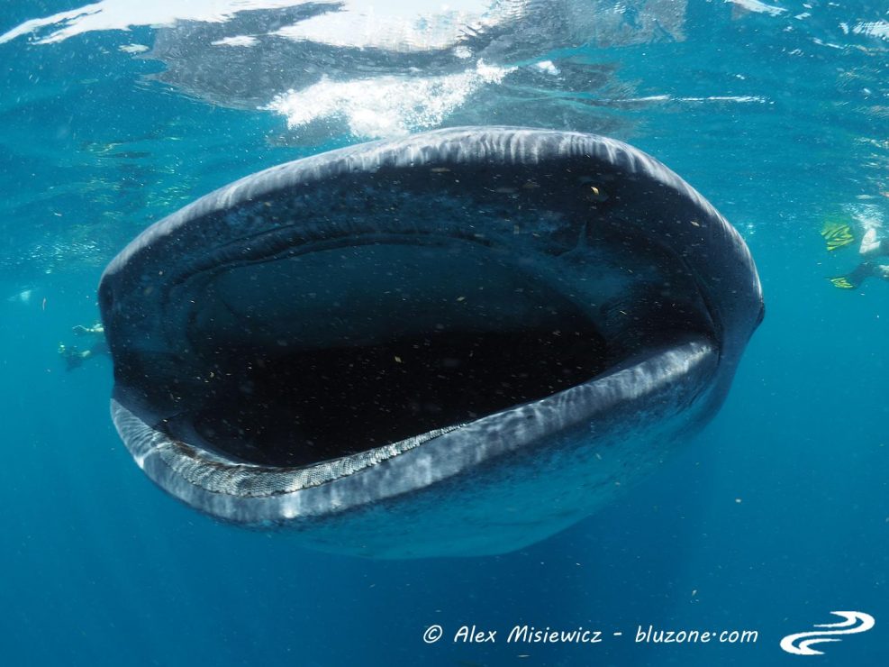 whaleshark-isla-mujeres