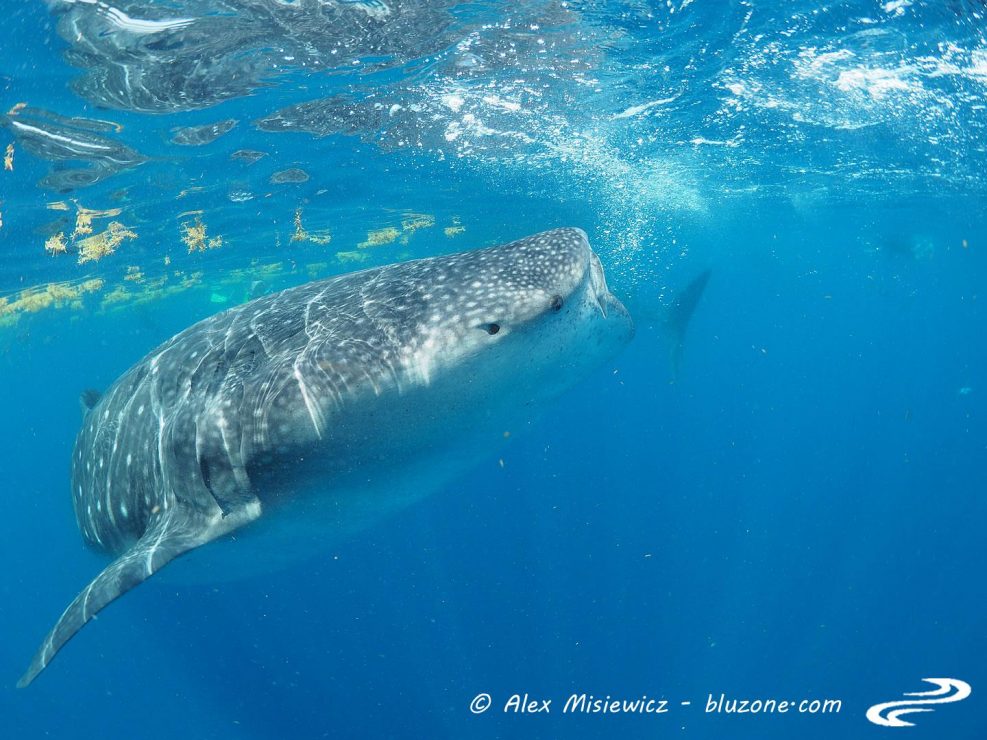 whaleshark-isla-mujeres