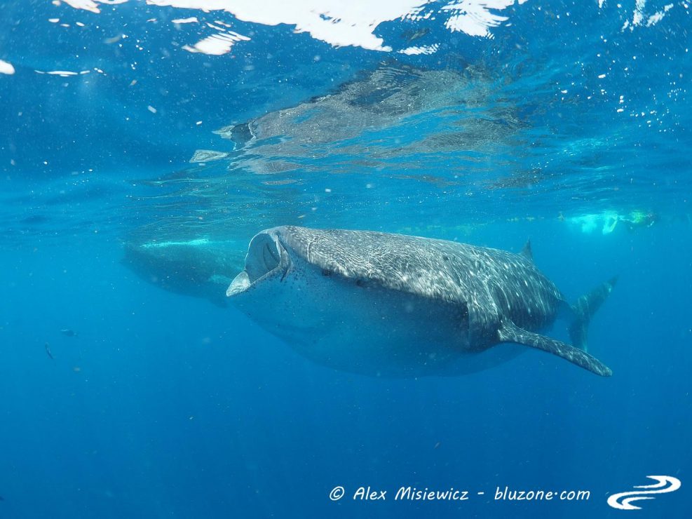 whaleshark-isla-mujeres