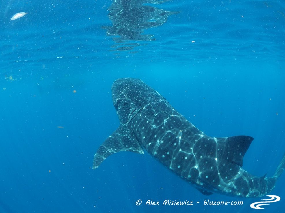 whaleshark-isla-mujeres