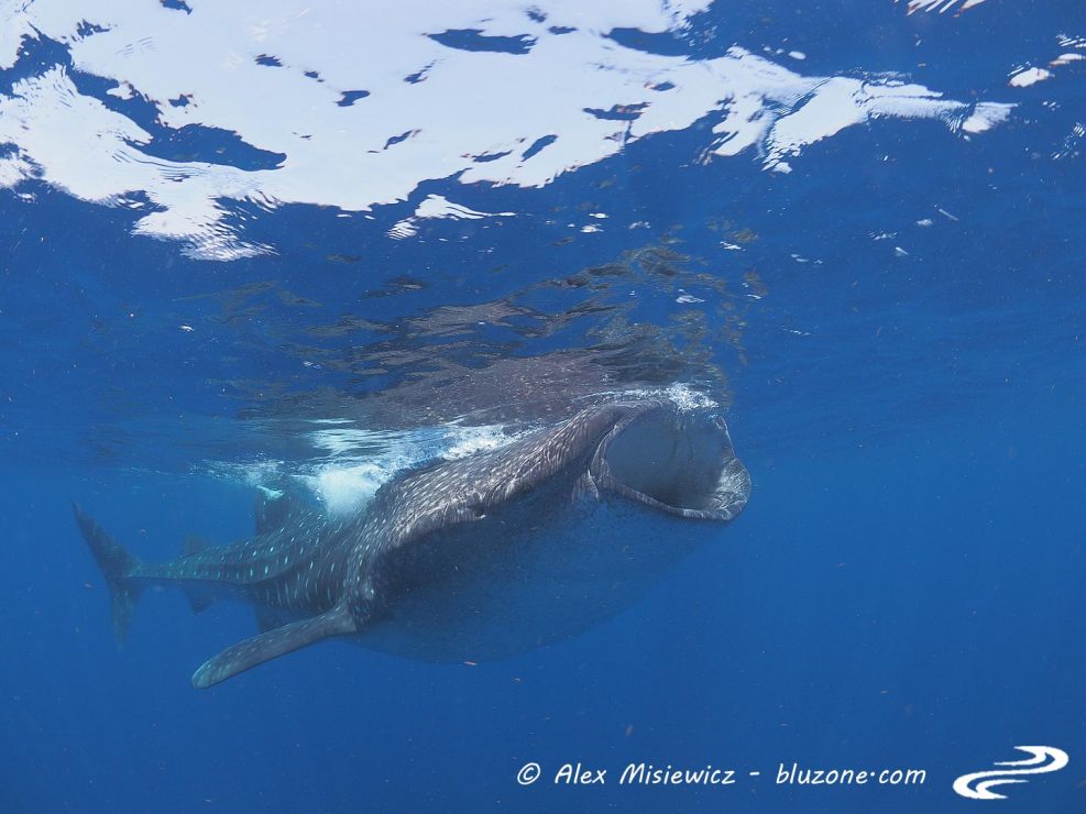 whaleshark-isla-mujeres