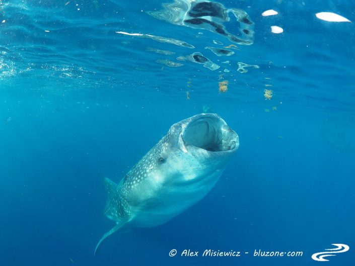 Whaleshark-isla-mujeres