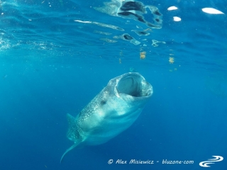 whaleshark-isla-mujeres