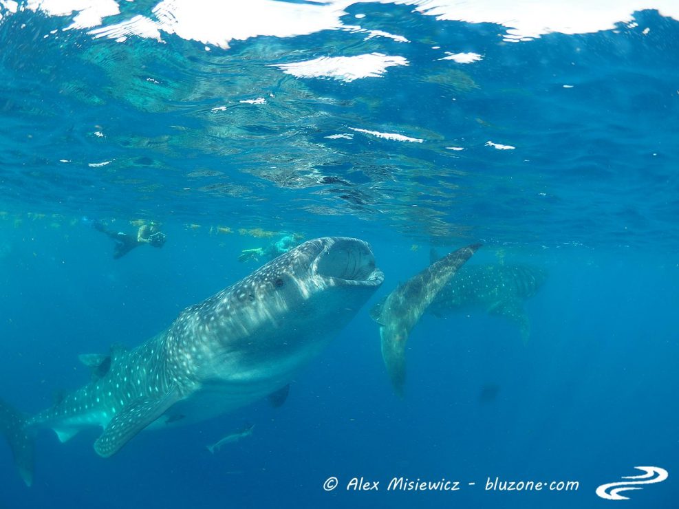 whaleshark-isla-mujeres