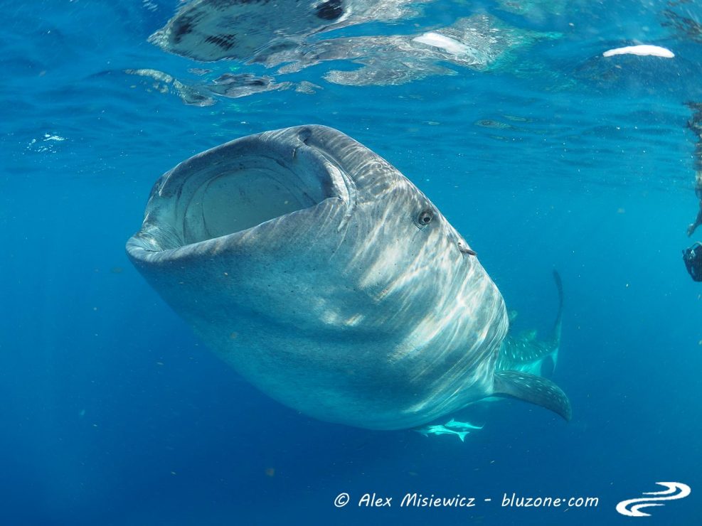 whaleshark-isla-mujeres