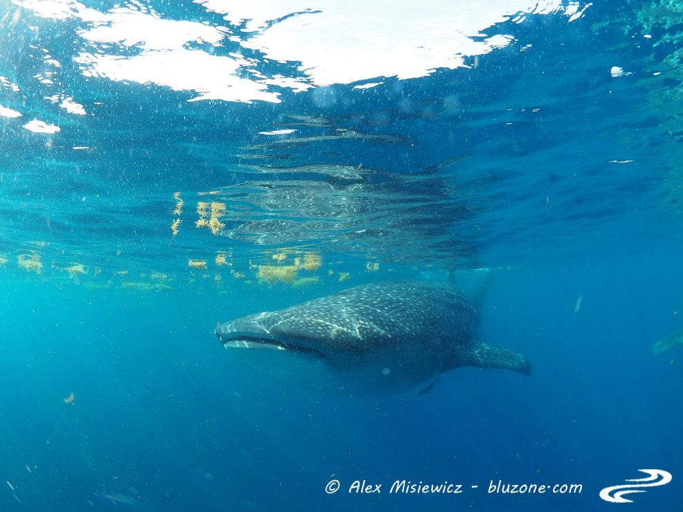 whaleshark-isla-mujeres