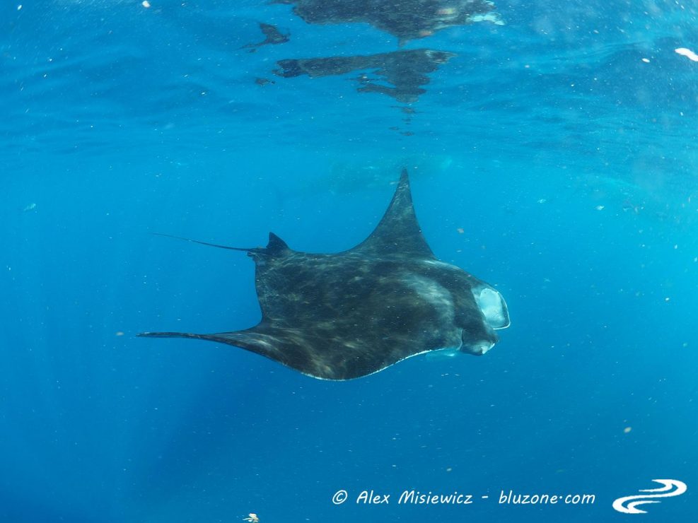 mantaray-isla-mujeres