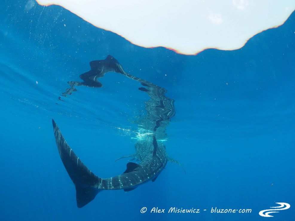 whaleshark-isla-mujeres